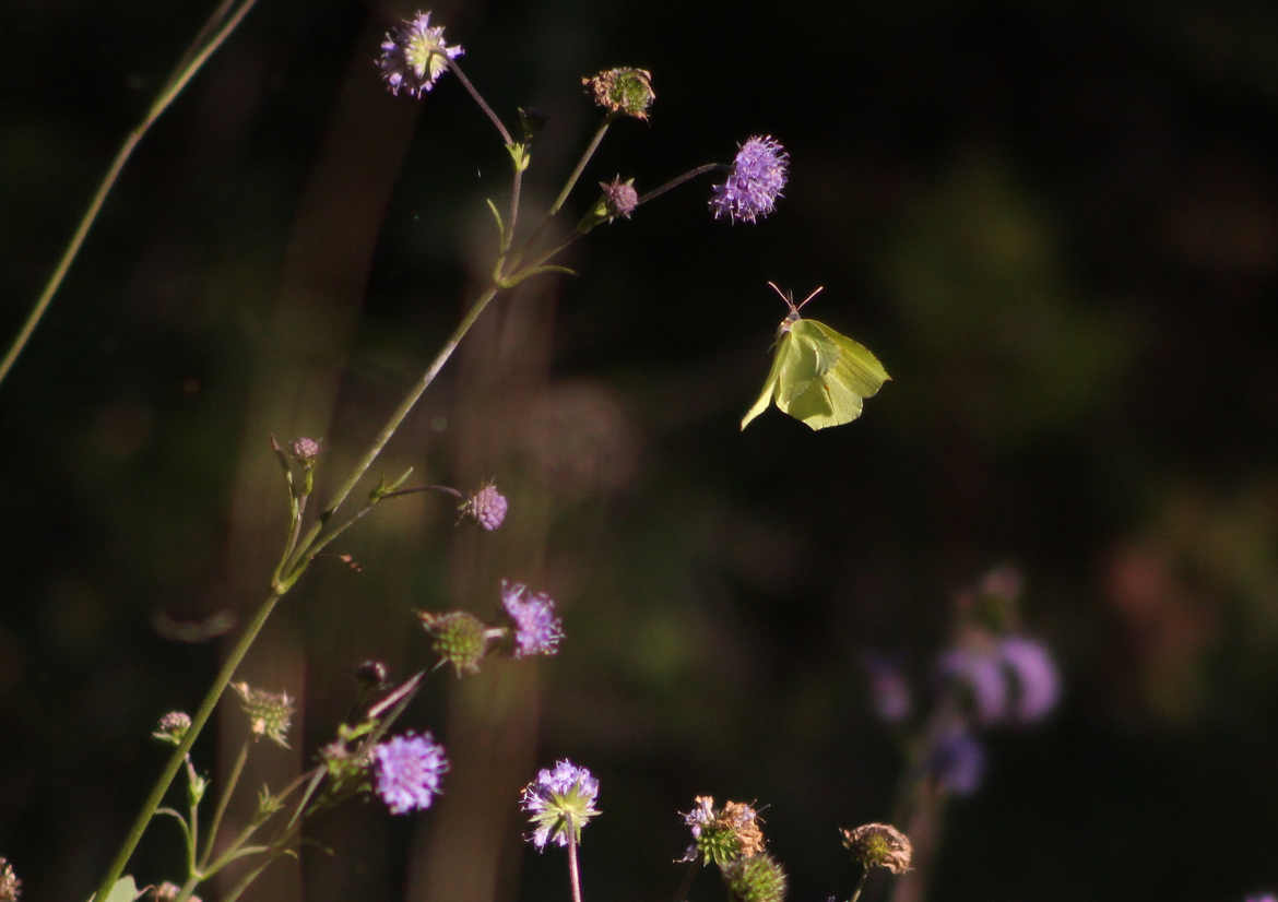 papillon en pleins vole