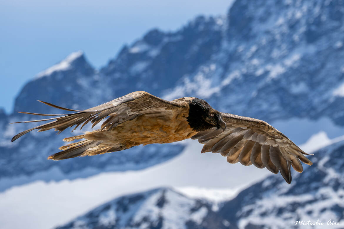 Gypaête barbu juvénile