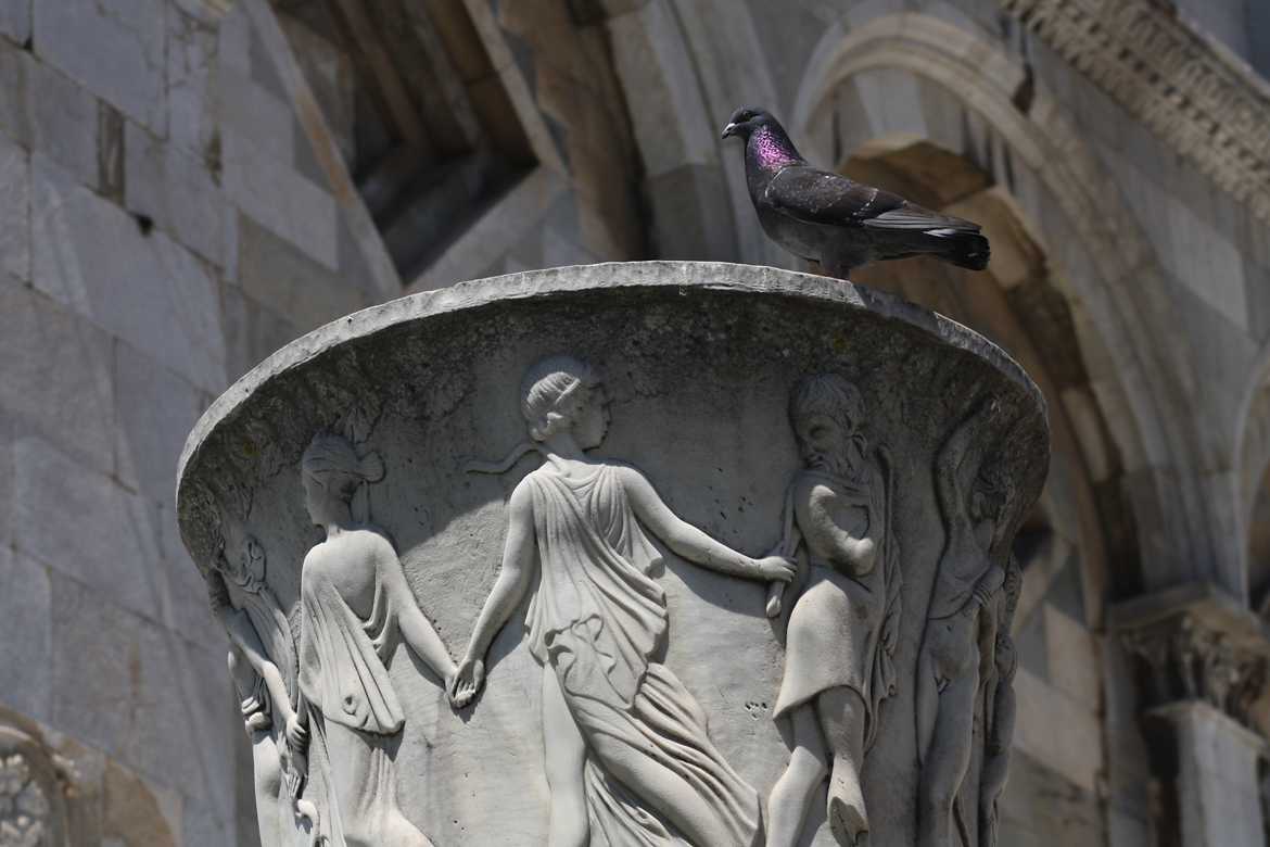 Pigeon et Farandole