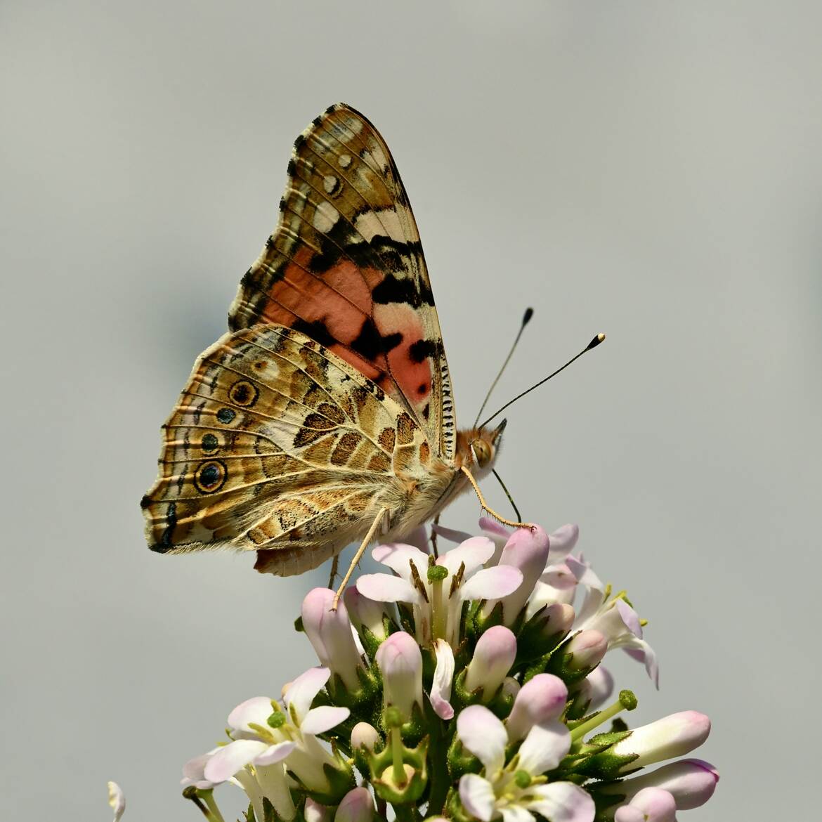 La belle dame se delecte