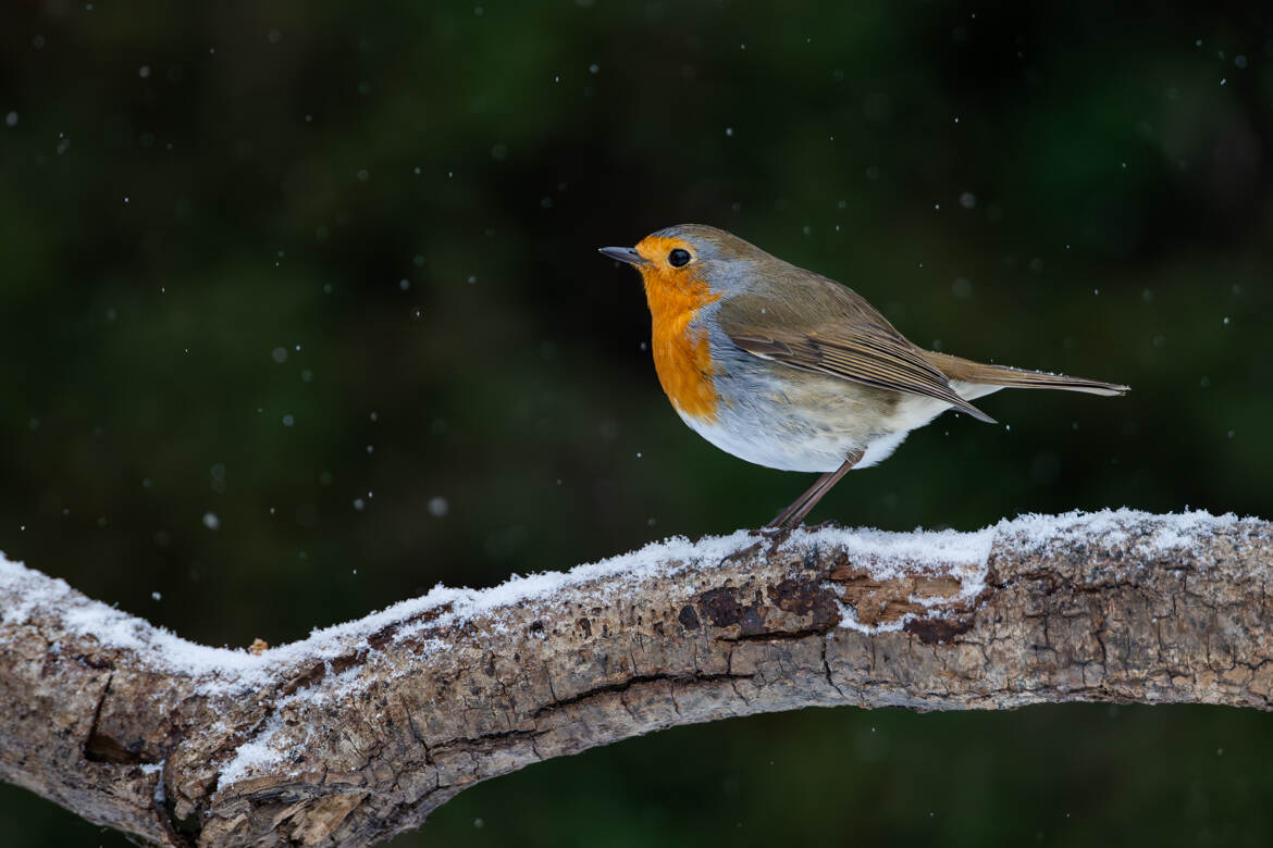 Sous quelques flocons