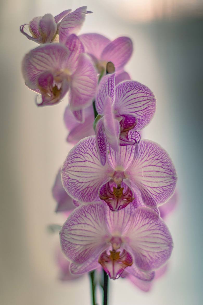 Orchidées (suite )