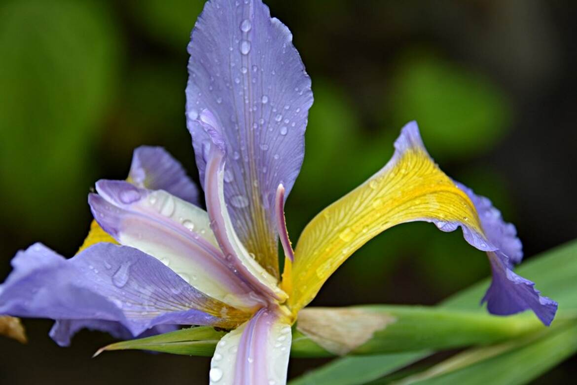 Iris couché