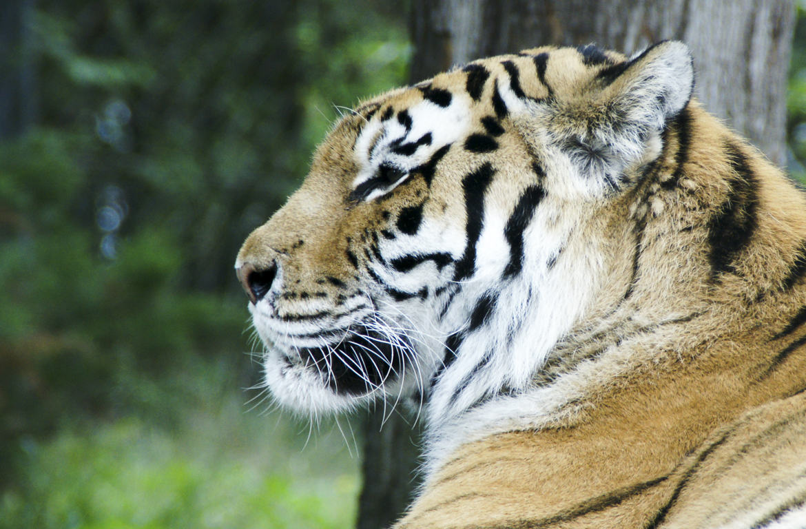 La calme assurance du tigre !