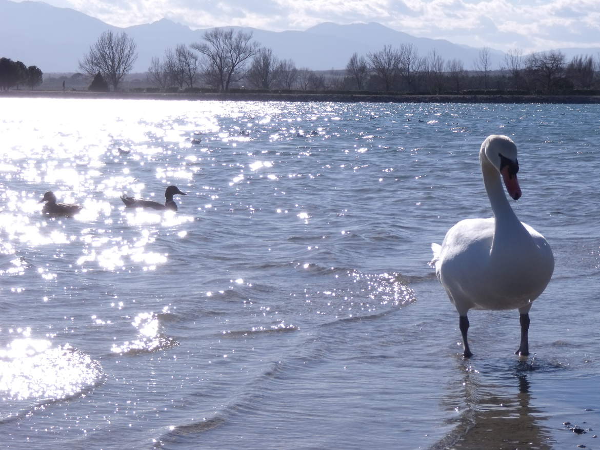 Cygne