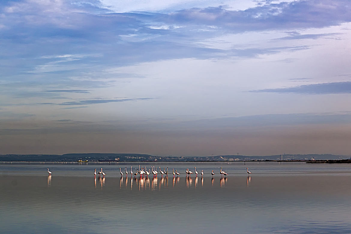 Camargue hivernale