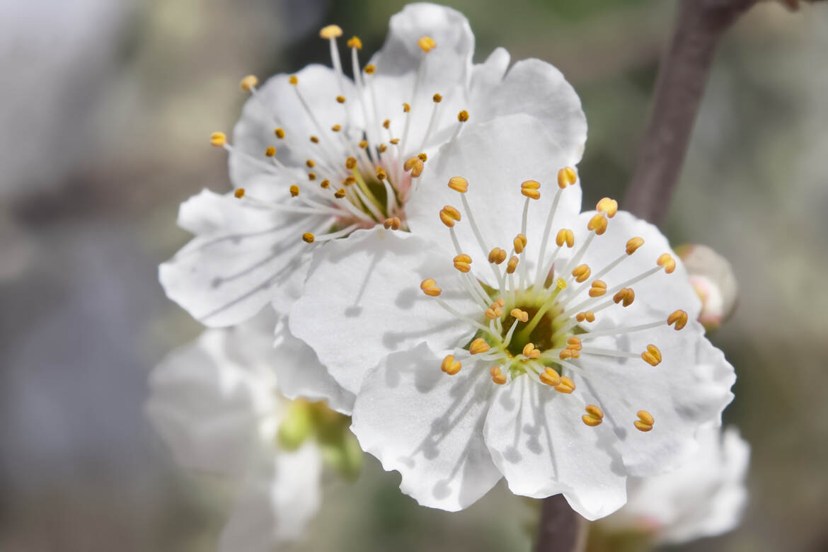 C'est bon le printemps