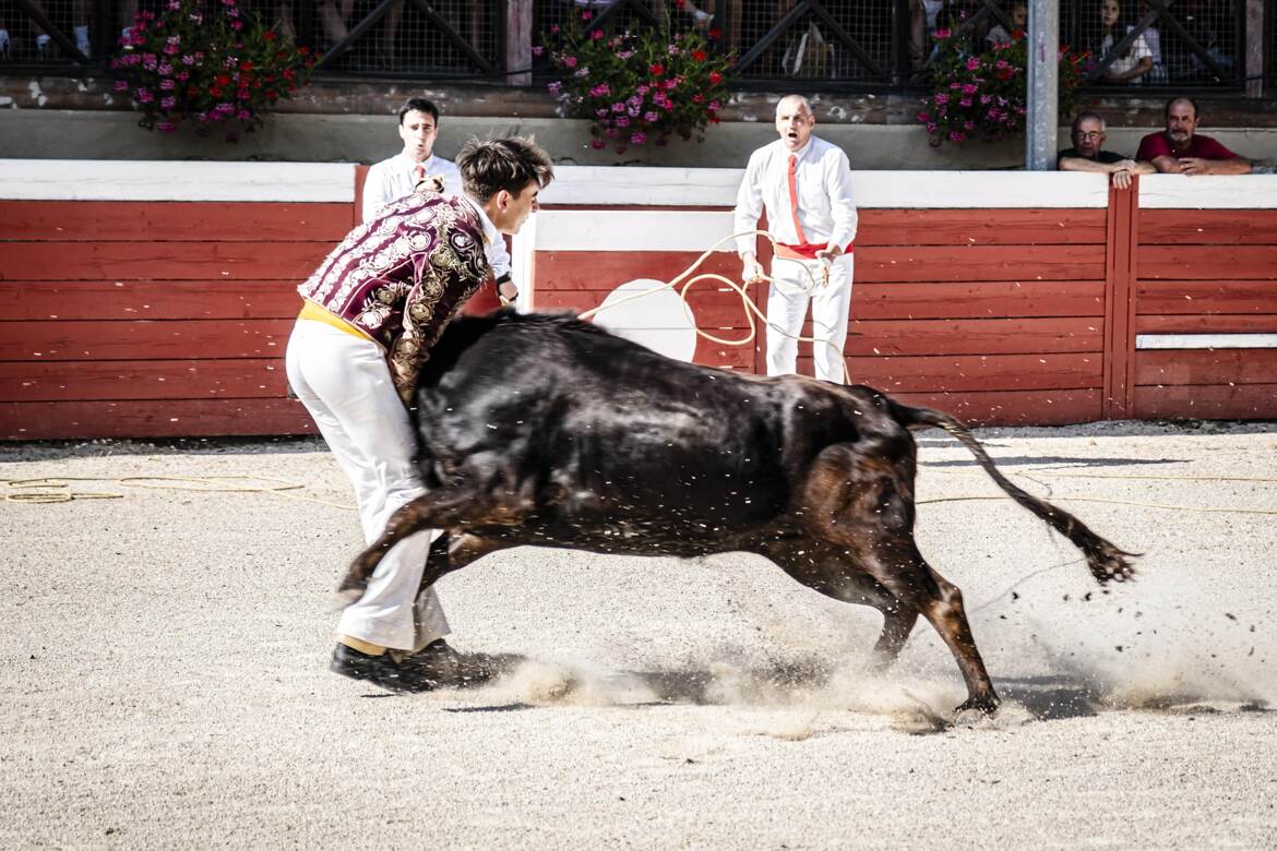 ... la vache !