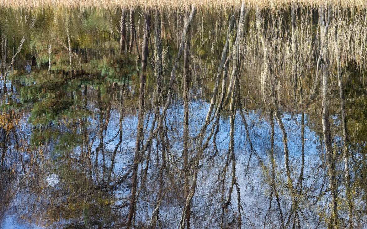 Reflet automnal en eau sombre