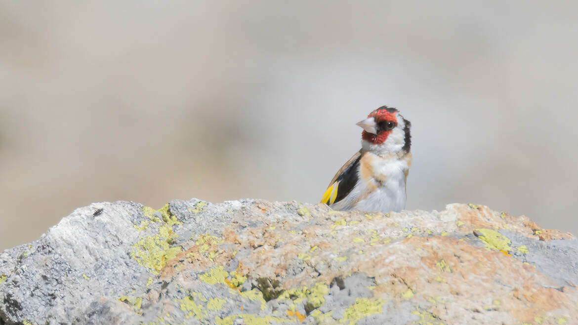 Chardonneret sur roche