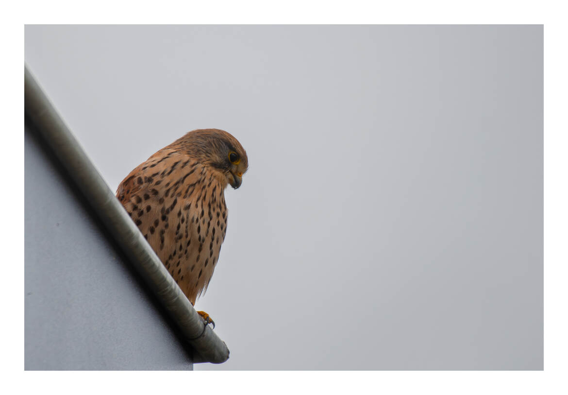 Faucon crécerelle à l'affut. Il est célèbre pour son vol stationnaire !