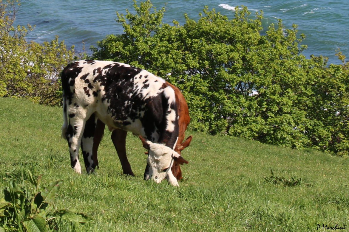 Vaches du Cotentin