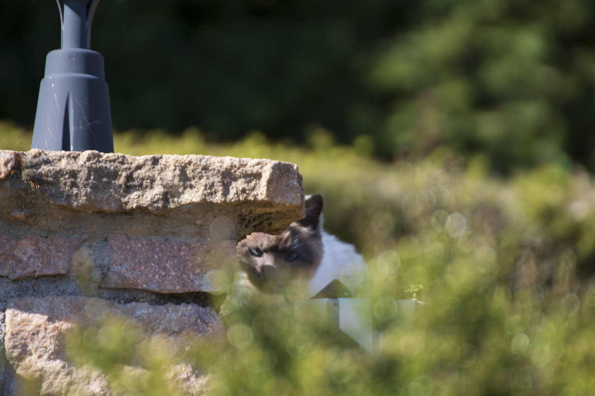 un chat qui nous surveille