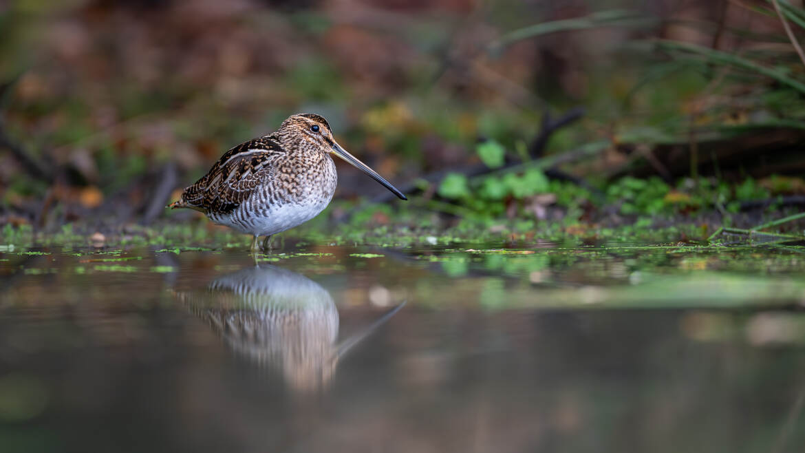 Reflet de la cousine