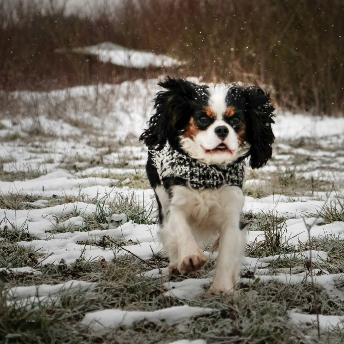 Magie des neiges