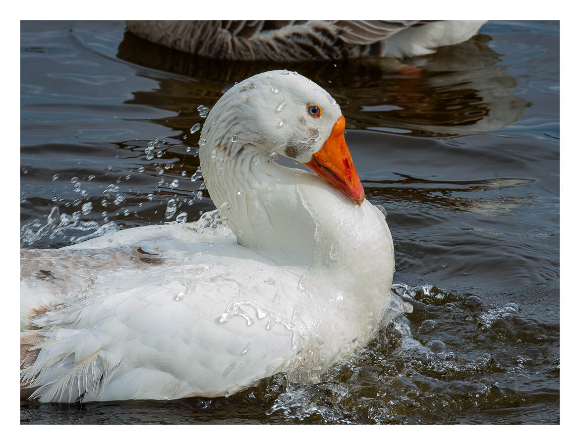 Entretien du plumage