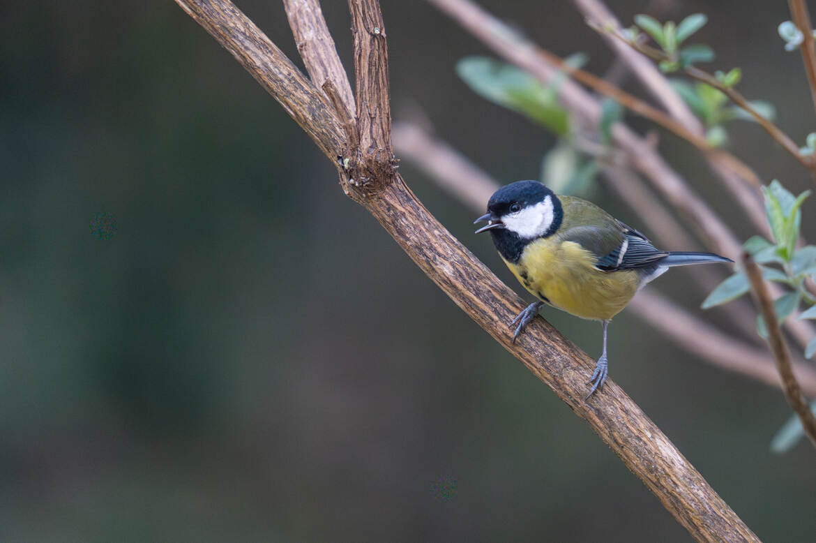 Mésange charbonnière sur l'arbre à papillon