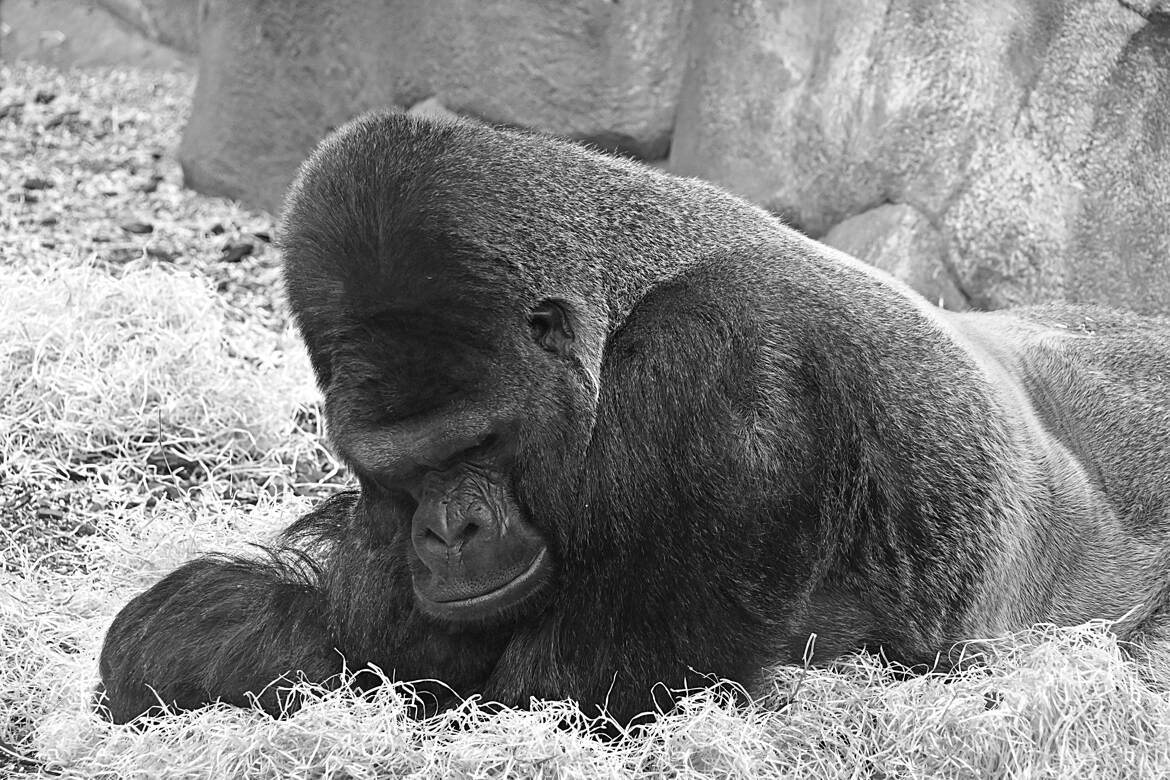 Asato, Gorille dos argenté