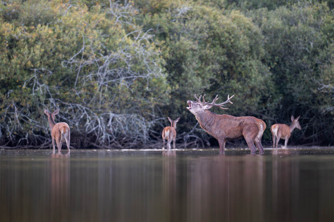 Le Caruso de l'étang