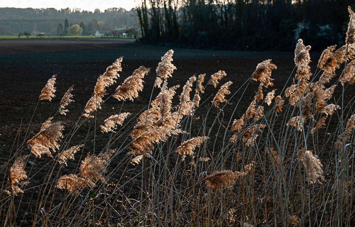 sous les derniers rayons de soleil