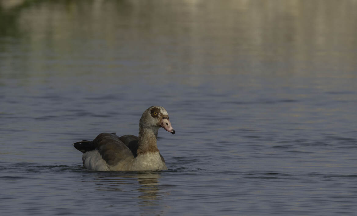 Sérénité flottante
