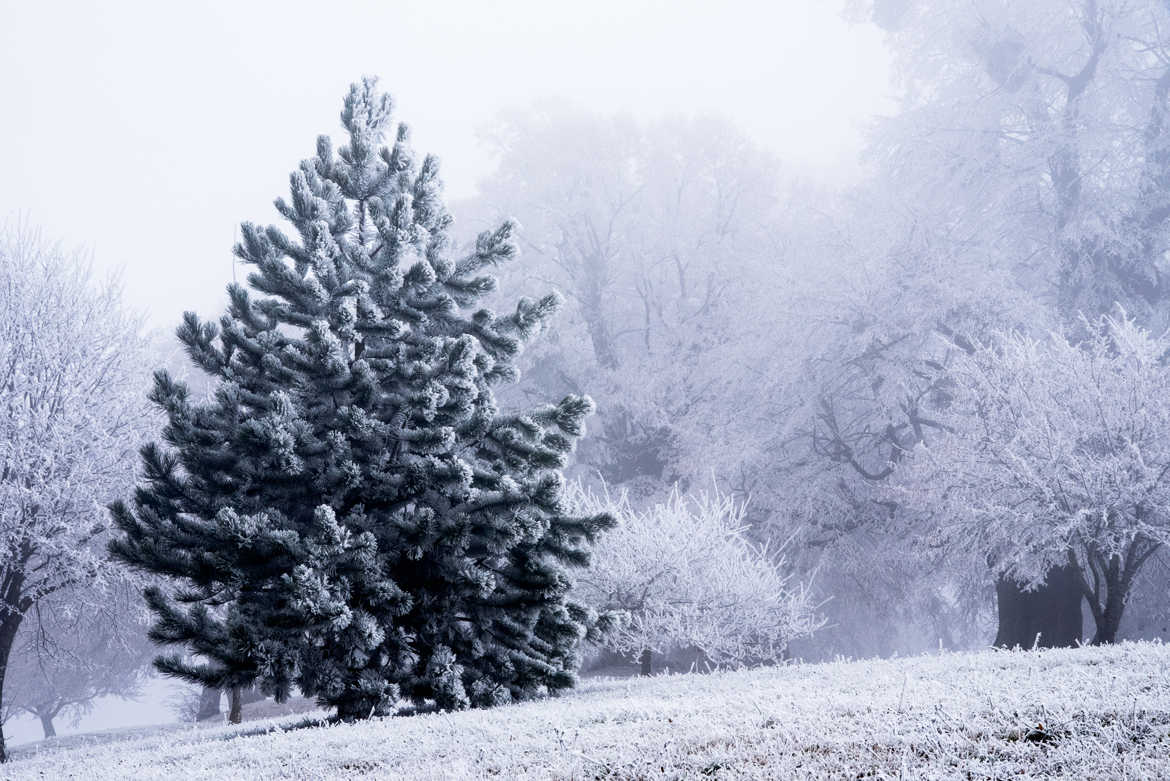 Givre en Lorraine