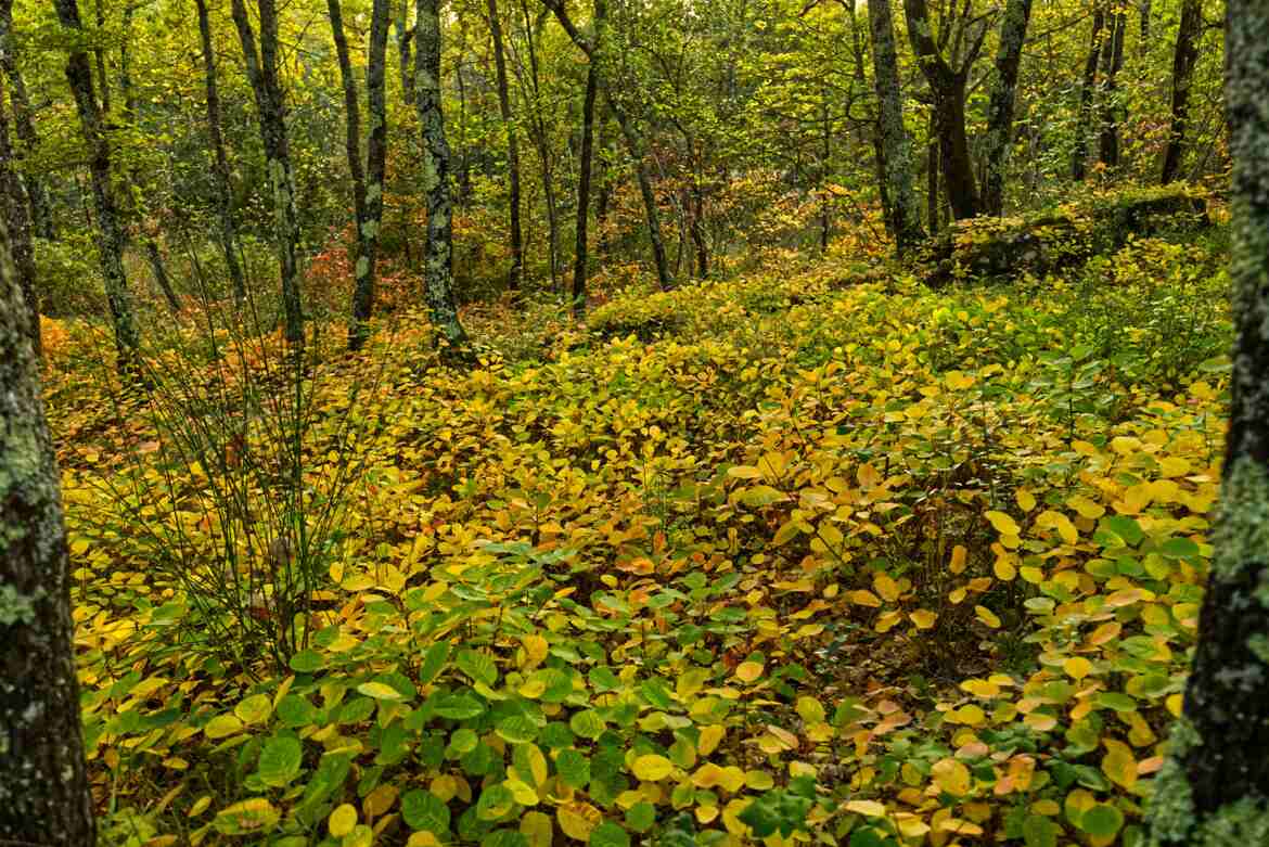 Sous bois d'automne