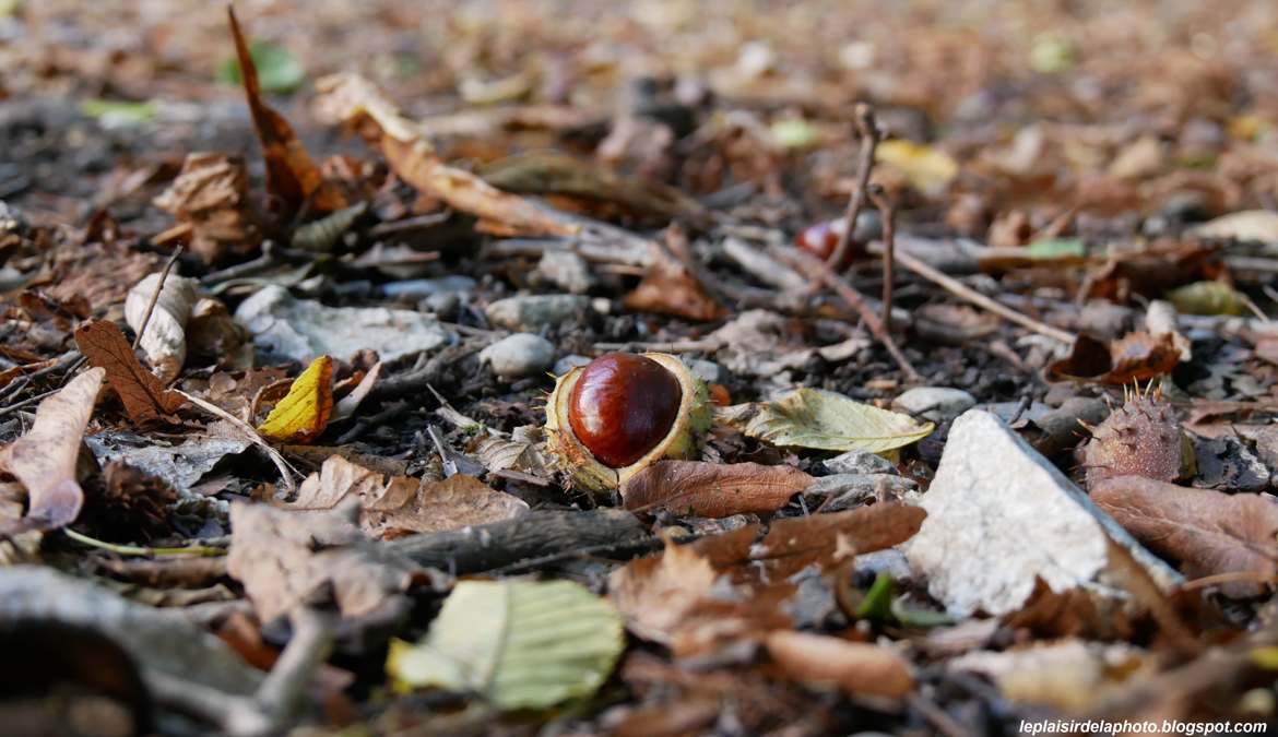 Fruit d'automne : un marron dans sa bogue