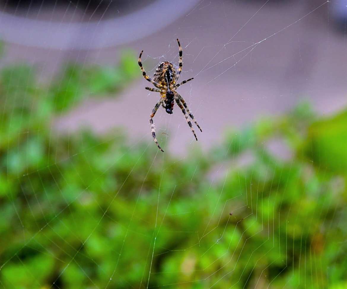 L'araignée du jardin.