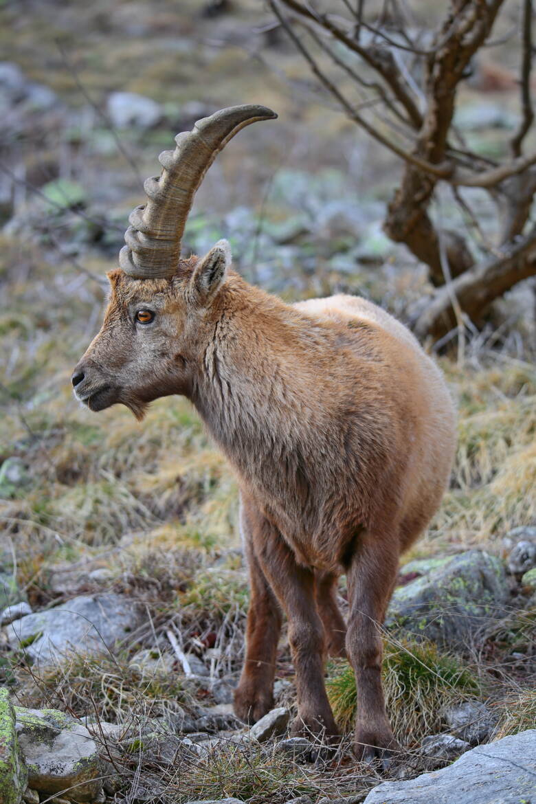Je me prélasse sur des terrasses herbeuses bien exposées au soleil.