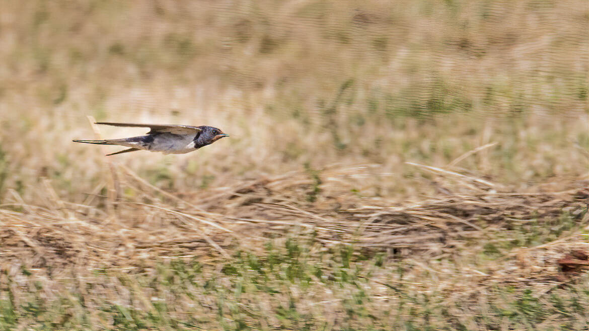 Hirondelle en chasse