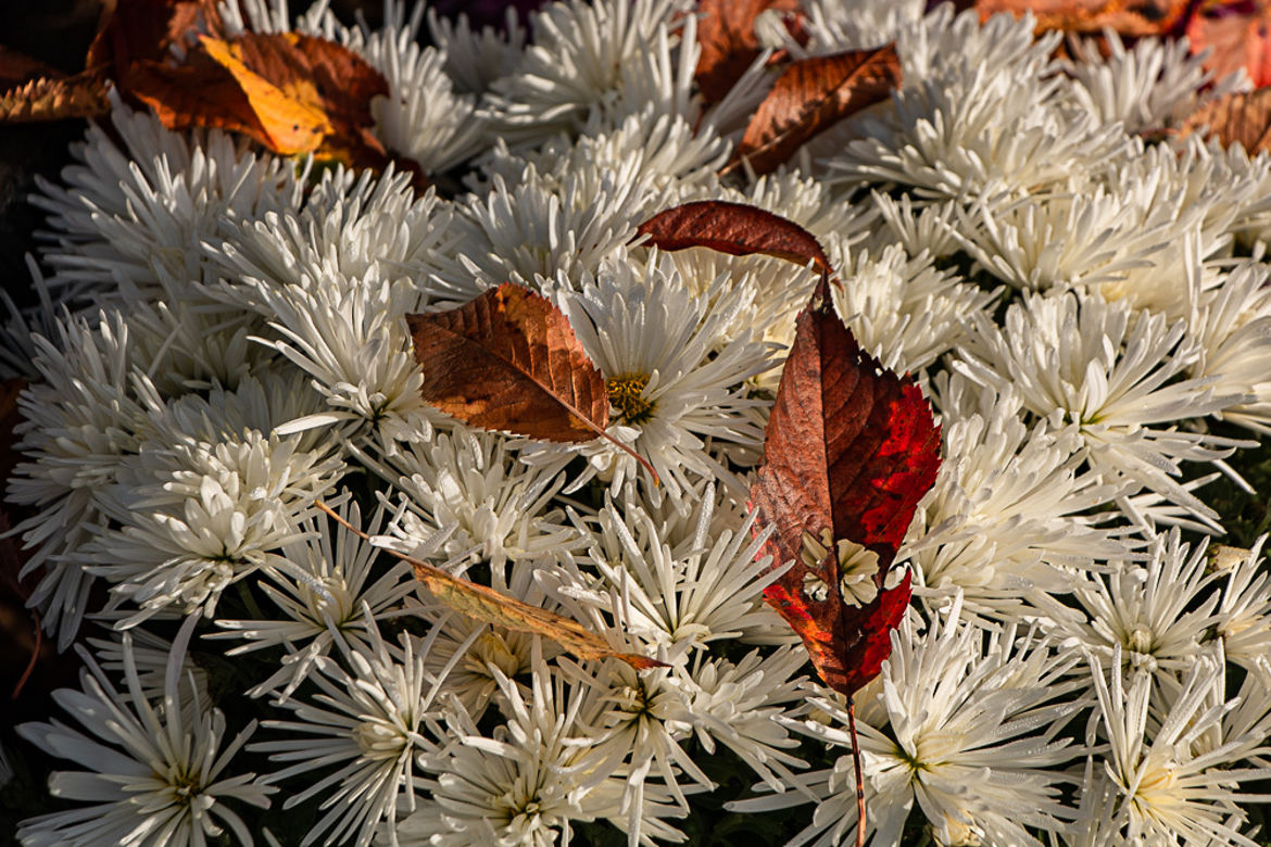 fleurs d'automne 3