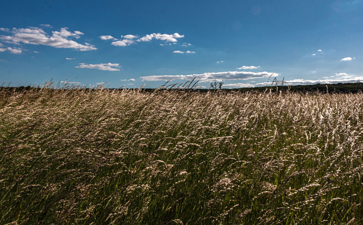 hautes herbes 3