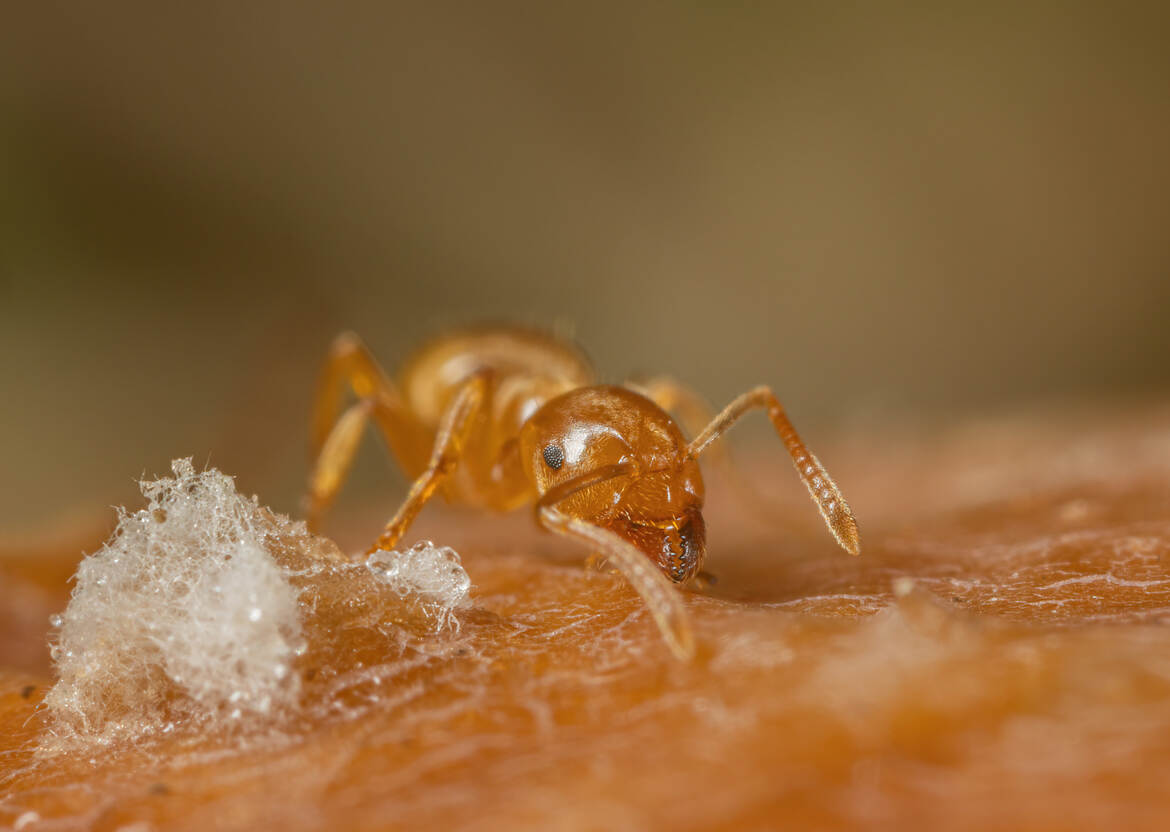 Oh!!, une barbapapa!!