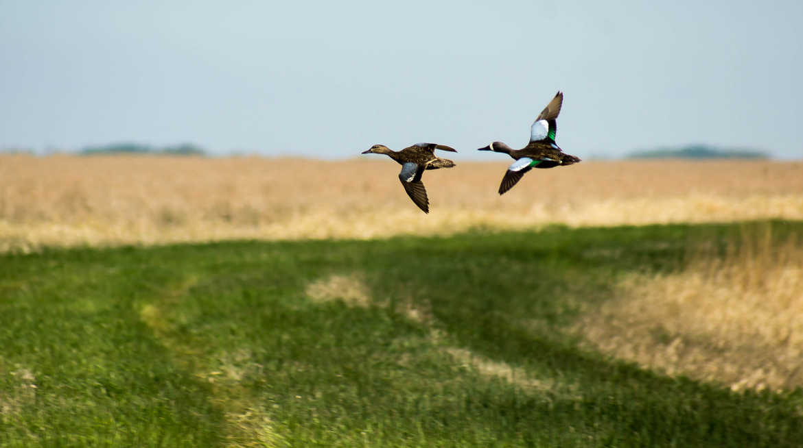 Couple de sarcelles à ailes bleues