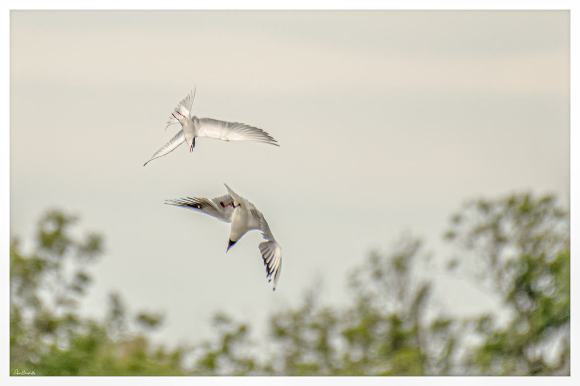 Sterne Pierregarin et Mouette rieuse