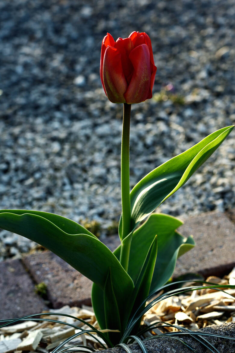 la belle rouge.