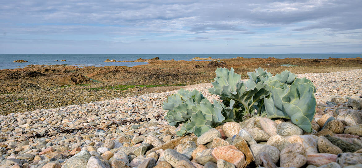 Omonvile la Rogue (7)