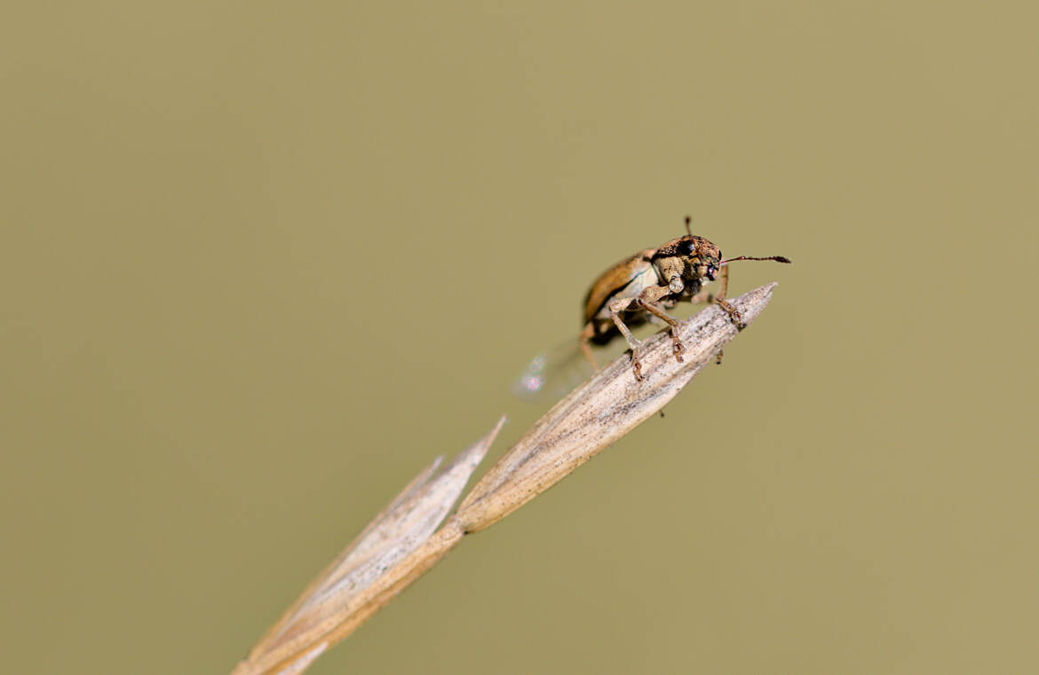 P'tite bête indéterminée