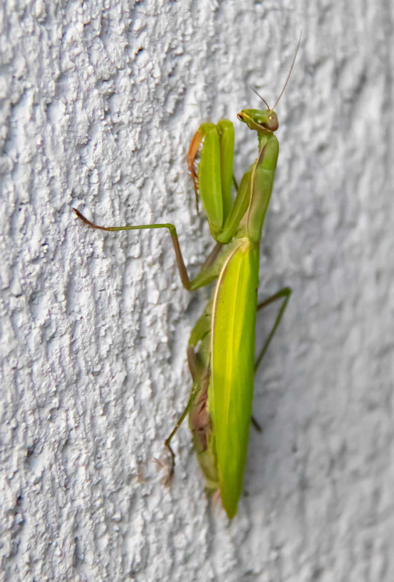 Mantes Religieuse