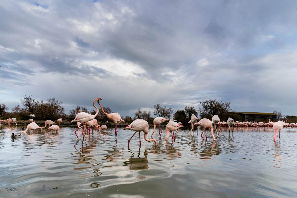 Flamants roses