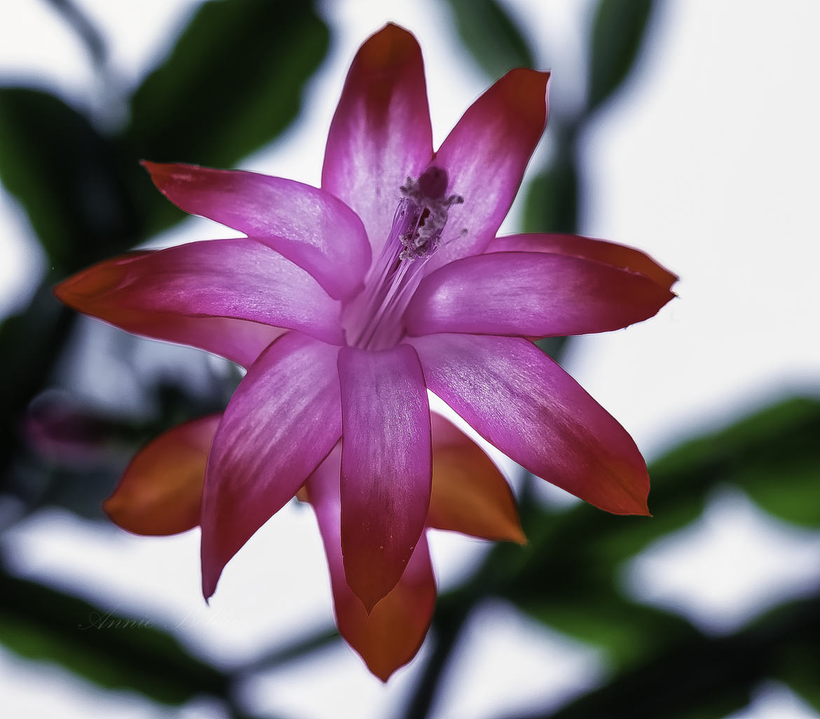 Fleur de mon cactus de Noël