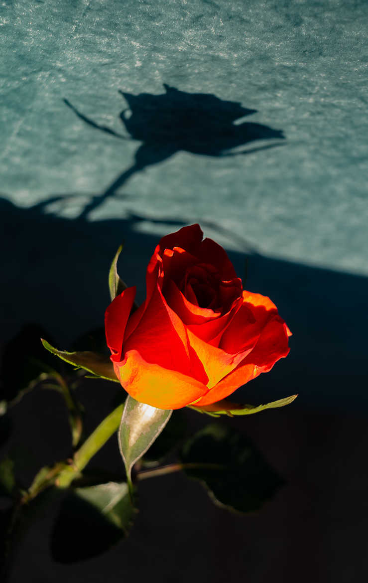 rose et son ombre