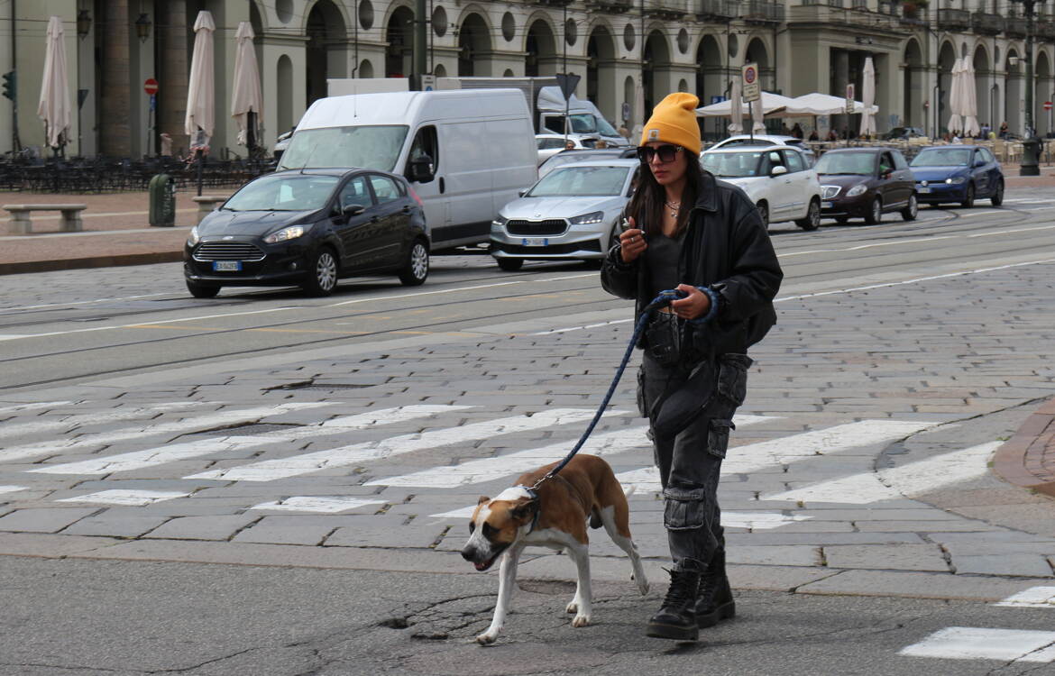 La turinoise au chien