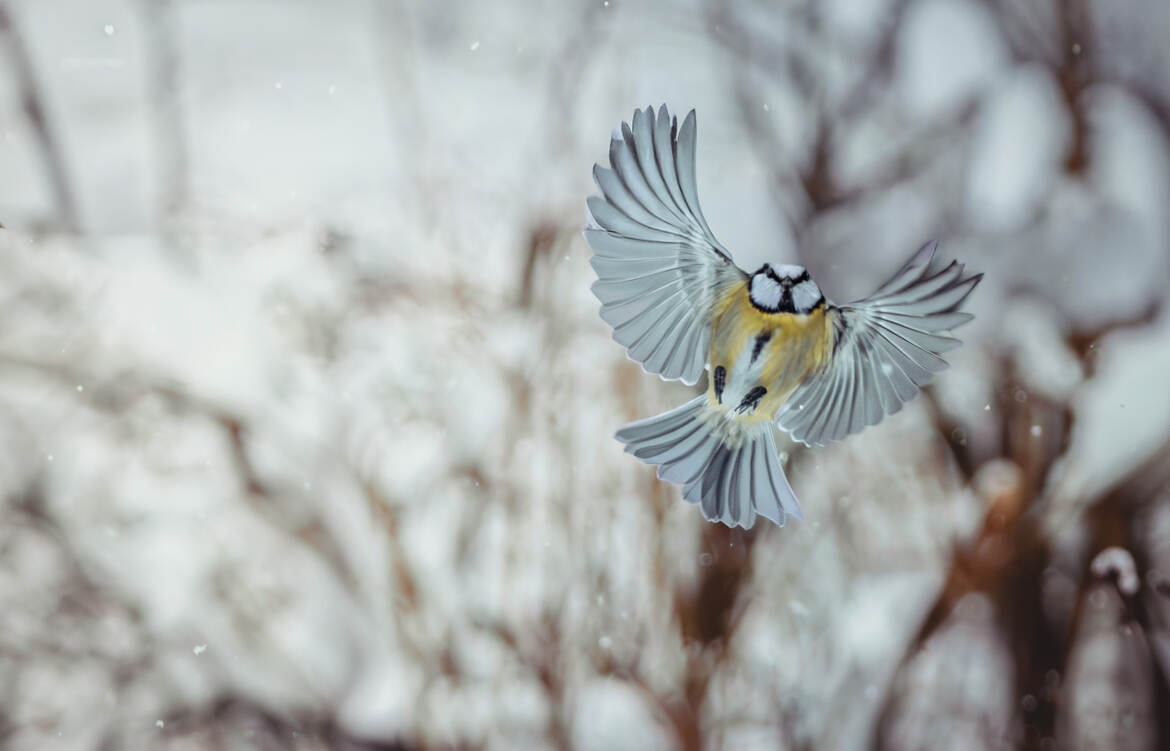 Vol à travers la neige