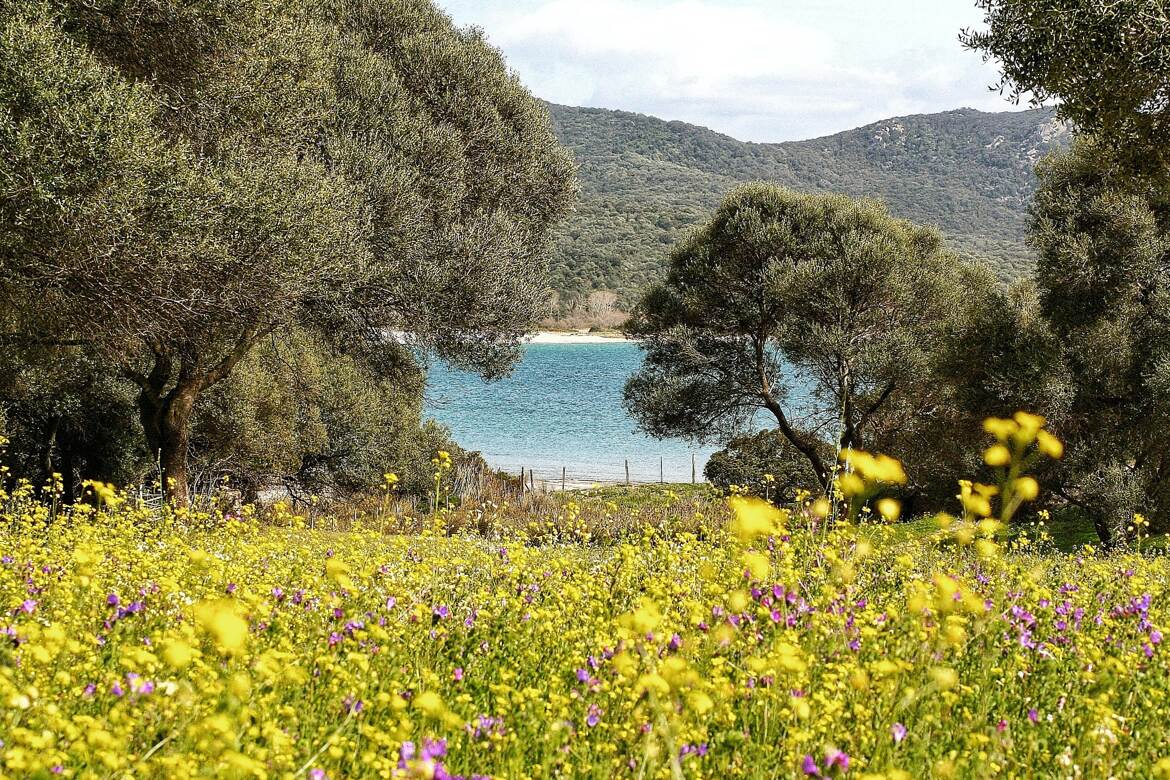 Fleurs en bord de mer