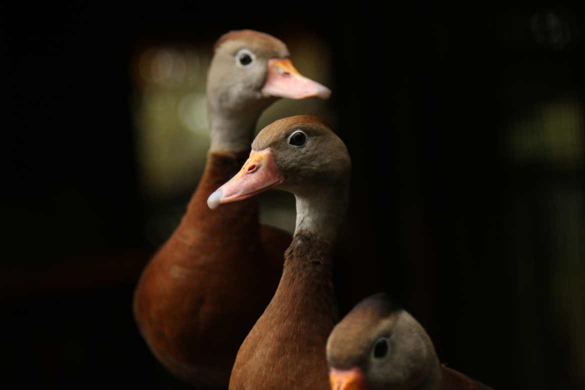 Canards en surveillance