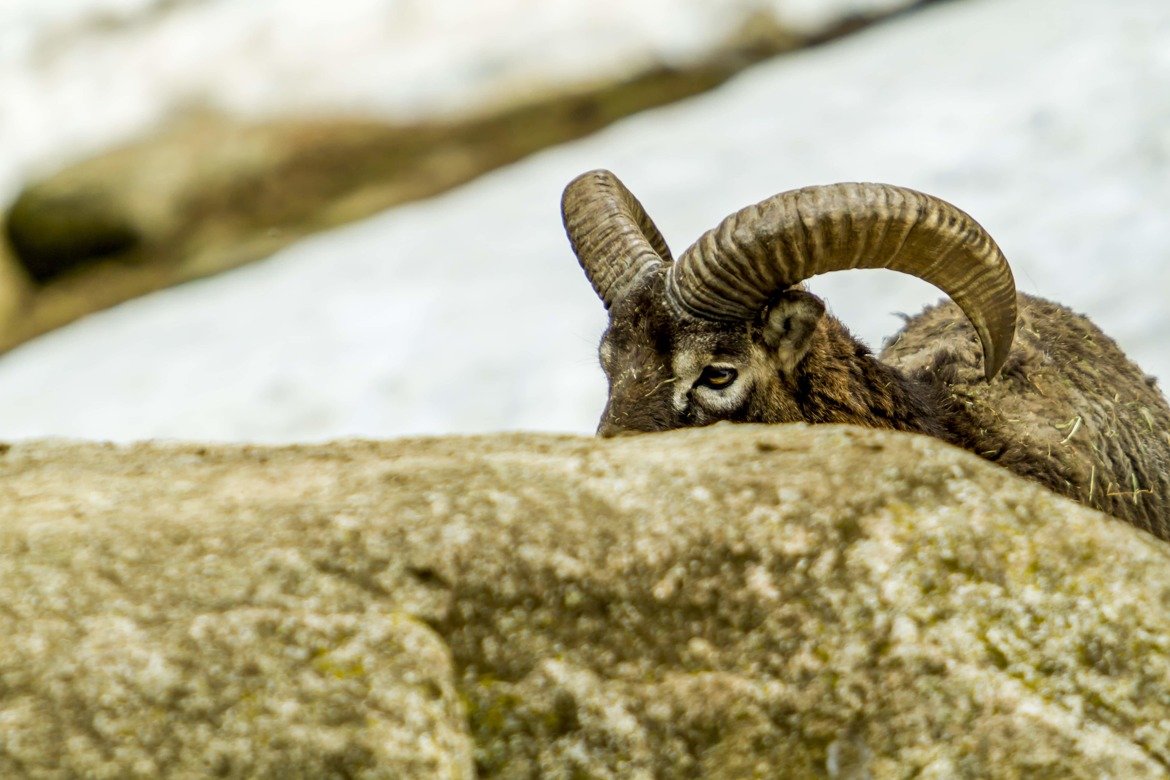 Mouflon