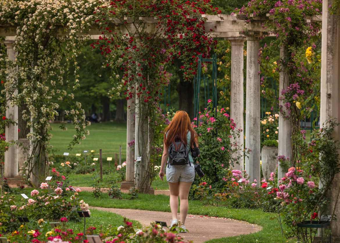 La belle et les roses