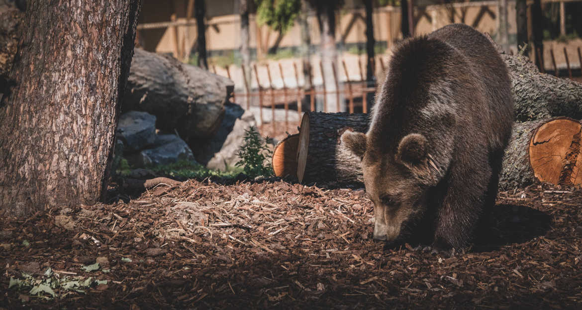 regard d'ours